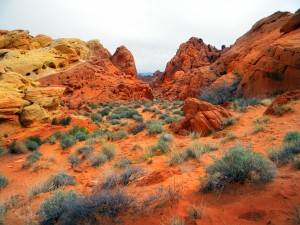 Desert Colors